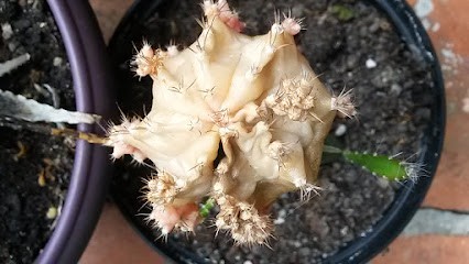 Sarl Garage Traitat - Citroën, Concessionnaire Automobile à Laurède