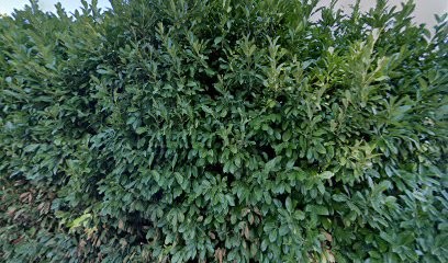 PATRICK AUTOMOBILE Dacia, Concessionnaire Automobile à Plan-d'Orgon