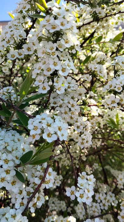 Opel Palat, Concessionnaire Automobile à Lesparre-Médoc