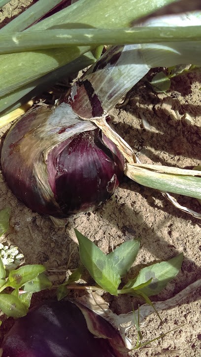 Bray Auto 76, Concessionnaire Automobile à Beauvoir-en-Lyons