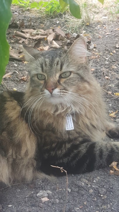 Vincennes Automobiles, Concessionnaire Automobile à Vincennes